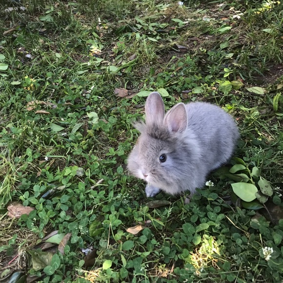 Meet my bunny and guinea pig (: - Picture 3 of 3