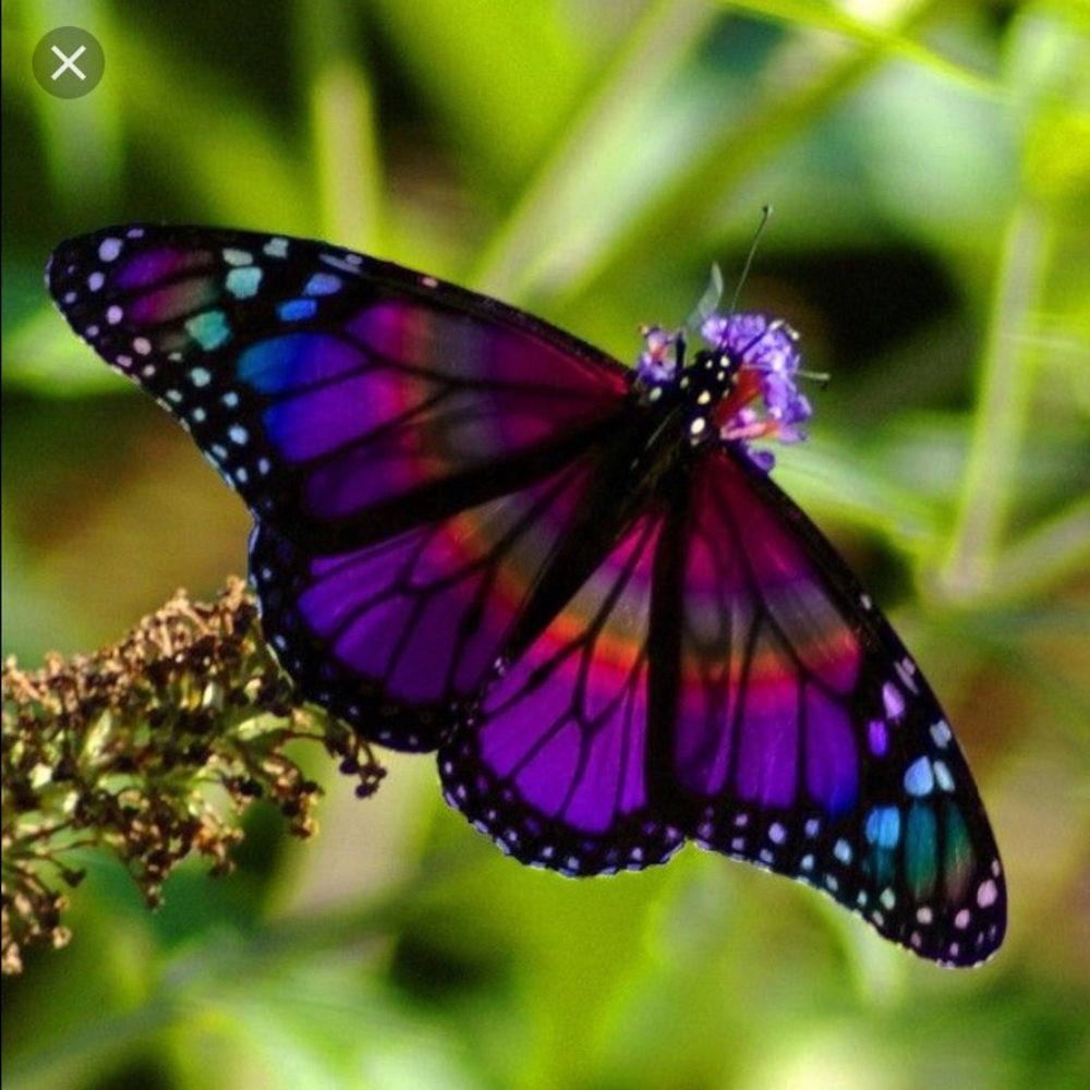 I added this listing to receive more comments! 🦋