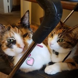 Meet your Posher, Dee