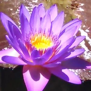 Meet your Posher, Paula