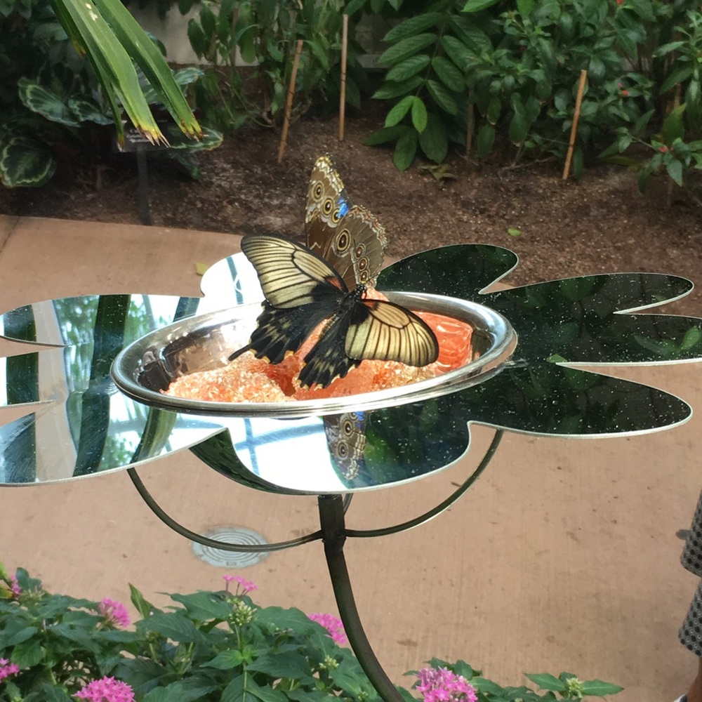 Meet your Posher, Katt