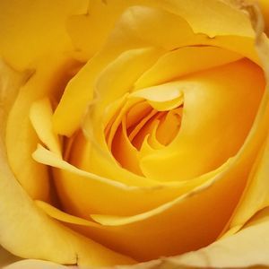 Meet your Posher, Jane