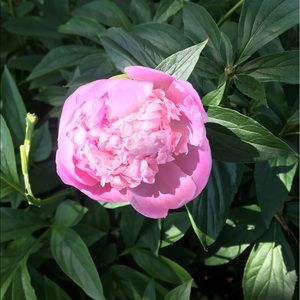 Meet your Posher, Diana