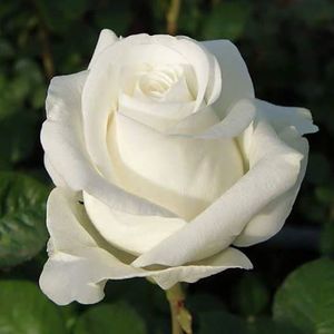 Meet your Posher, Krista