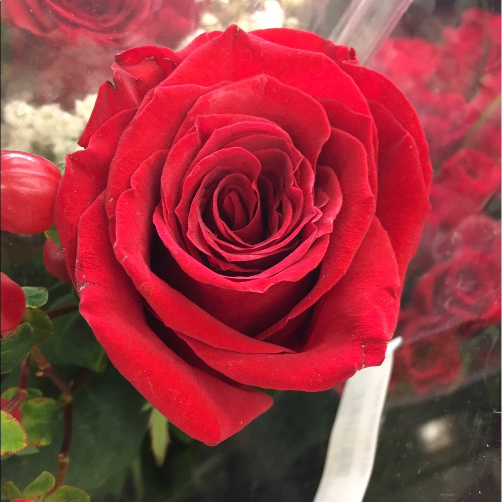 Meet your Posher, Hannah