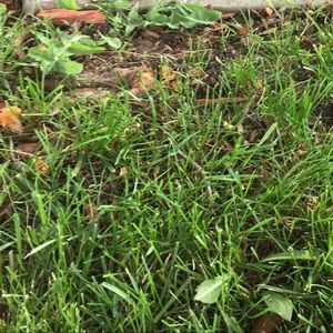 Meet your Posher, Lilly