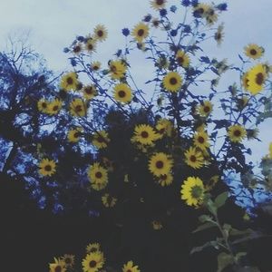 Meet your Posher, Arlene