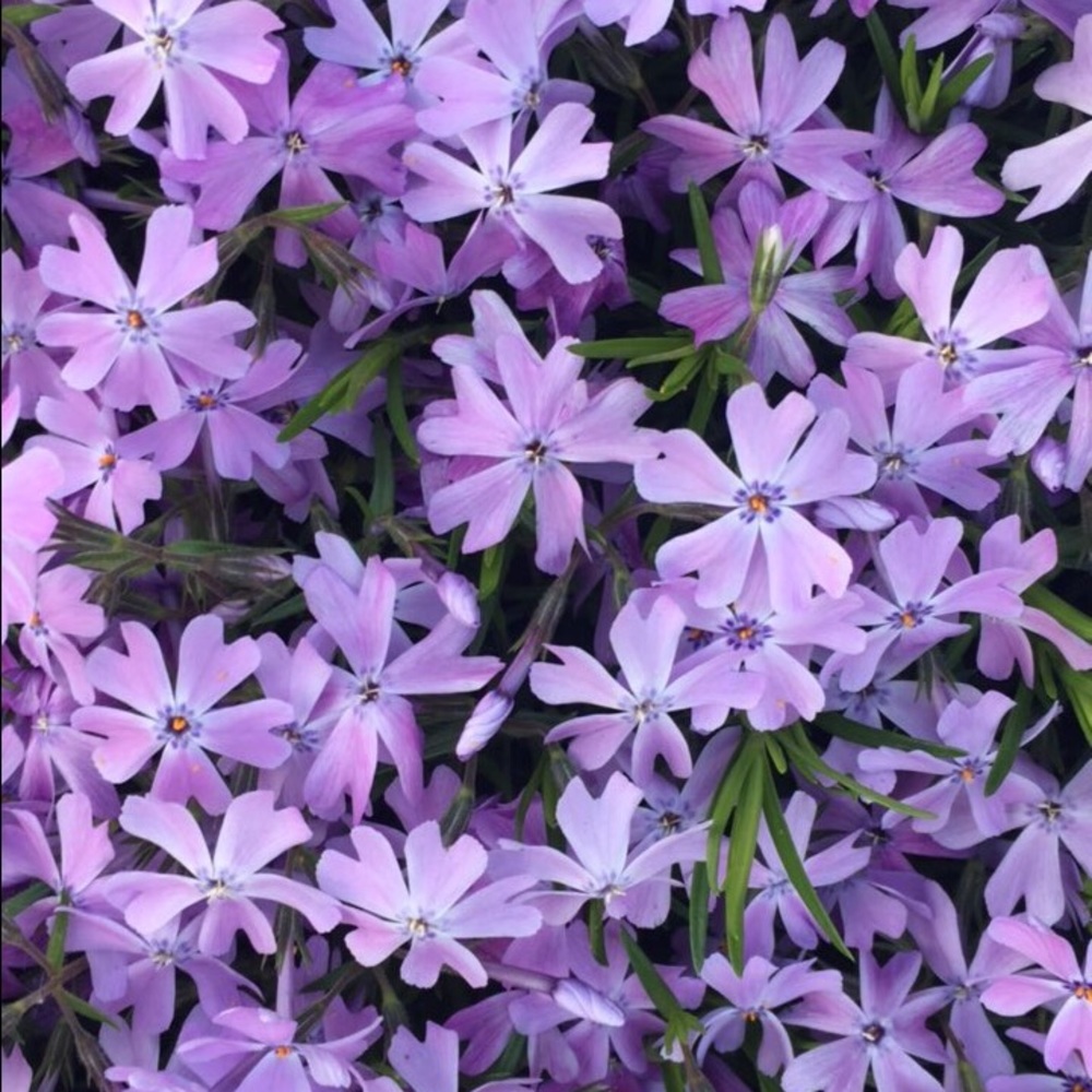 Meet your Posher, Sage