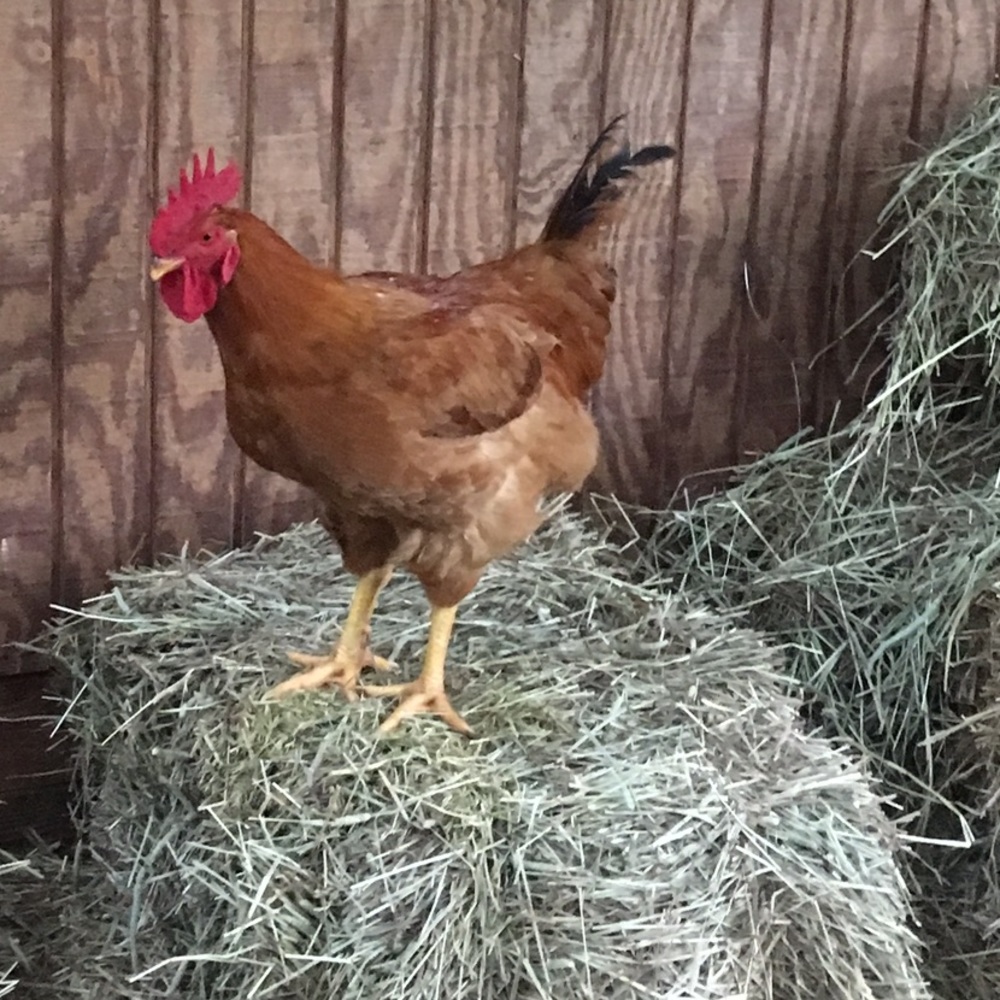 Meet your Posher, Whitney