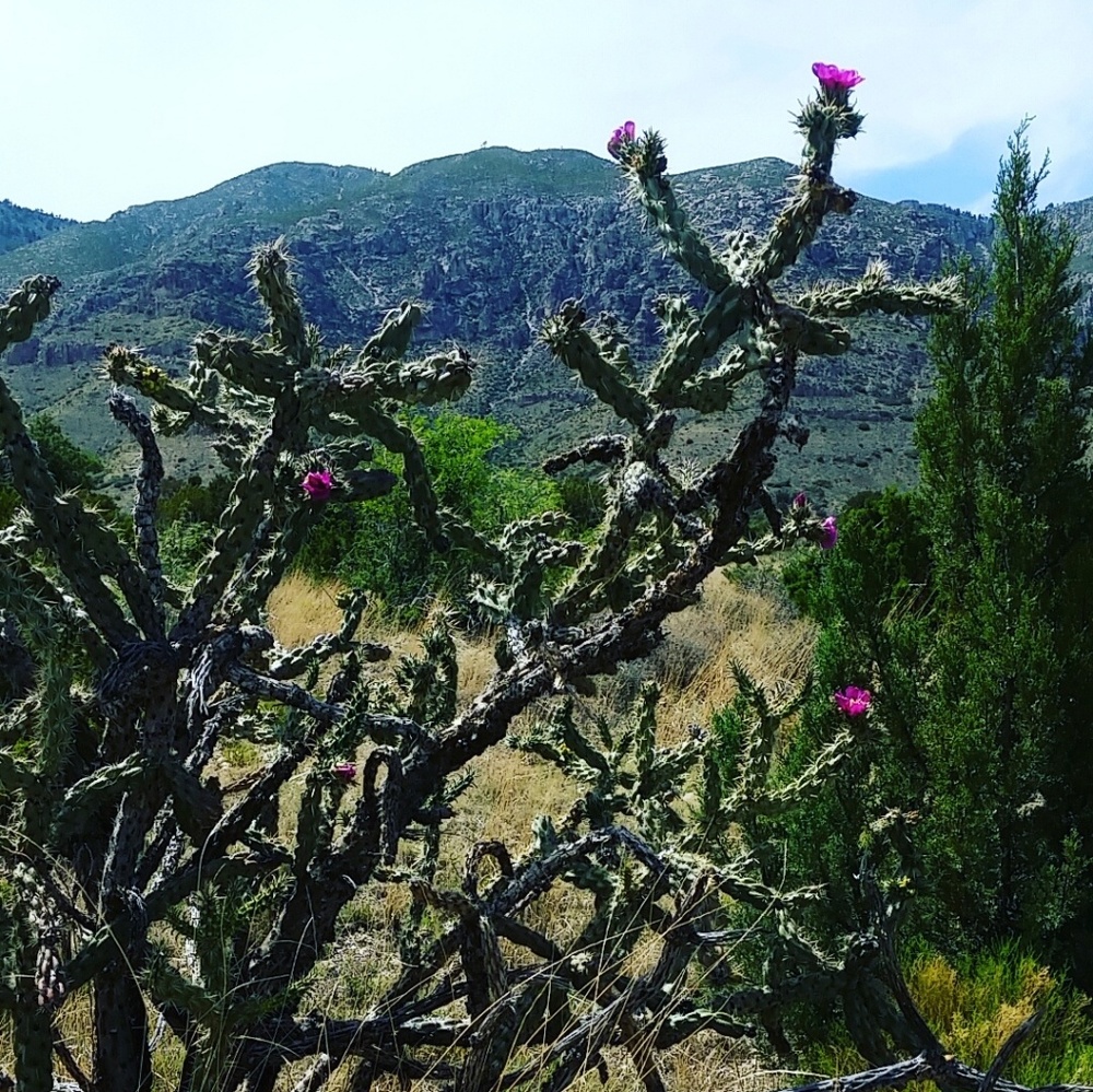 Meet your Posher, Barb