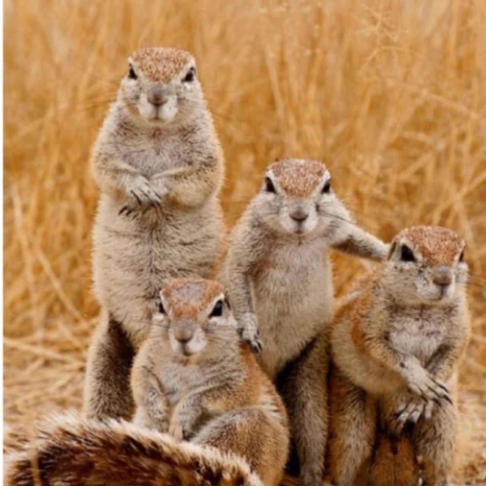 Meet your Posher, Ani