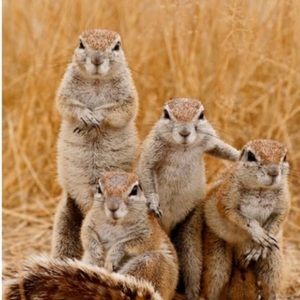 Meet your Posher, Ani