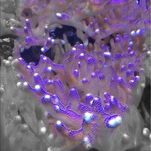 Meet your Posher, Mackenzie