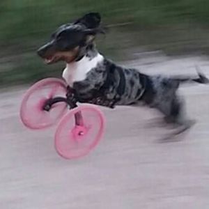 Meet your Posher, Ricky