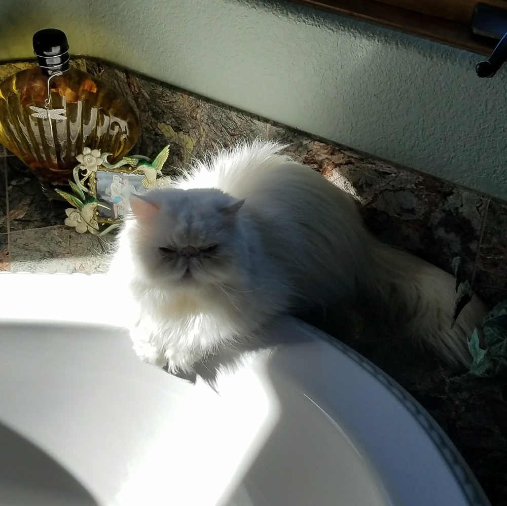 Meet your Posher, Judy