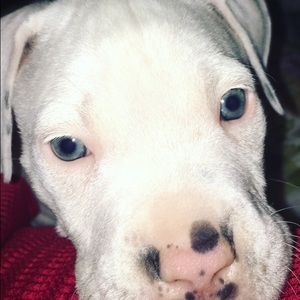 Meet your Posher, Ski