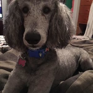 Meet your Posher, Amelia