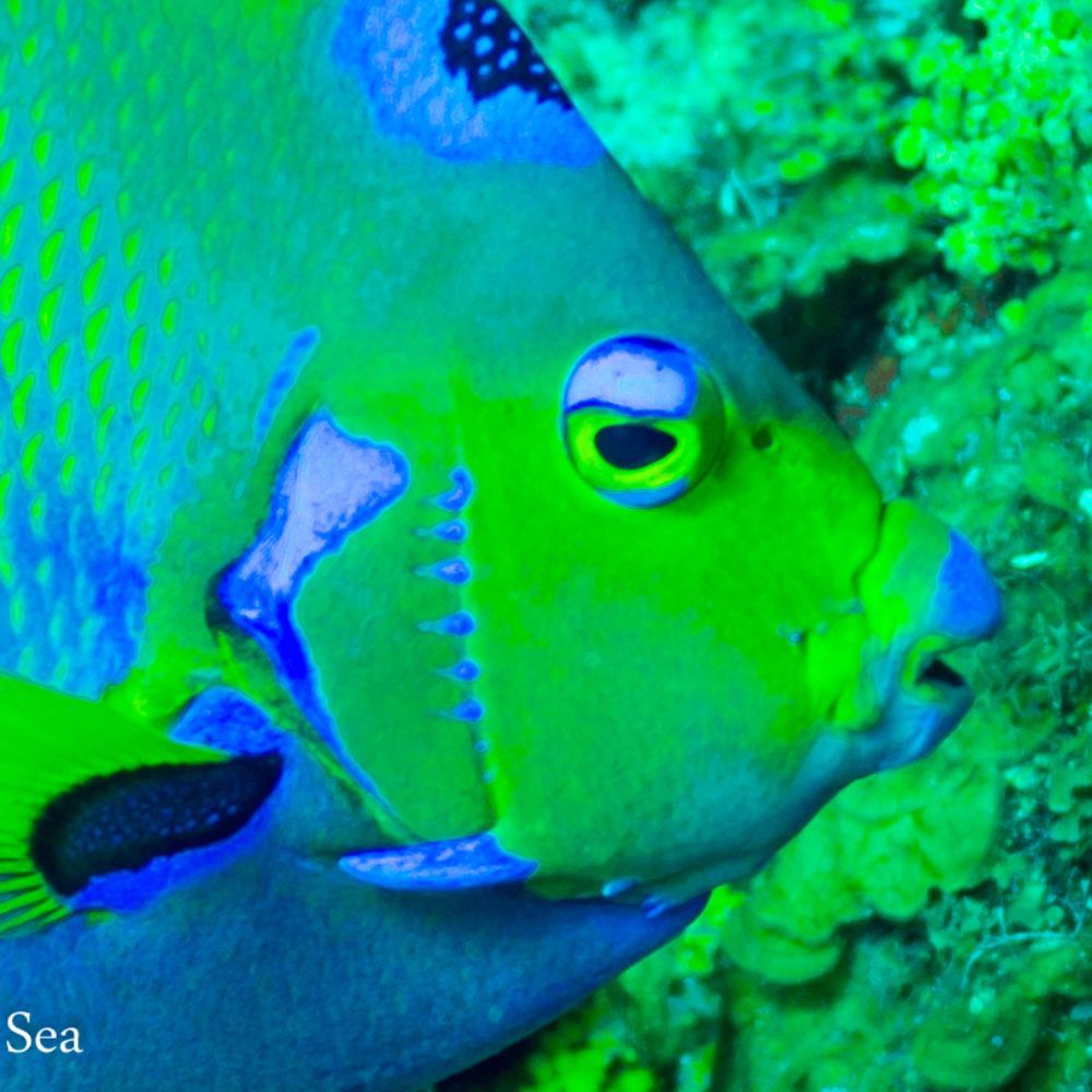 Meet your Posher, Keeley