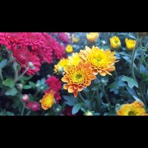 Meet your Posher, Indo