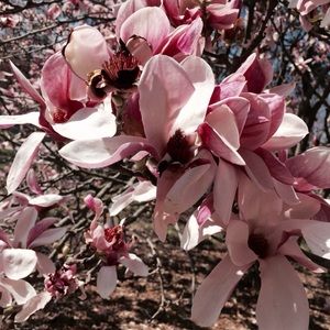 Meet your Posher, Leela