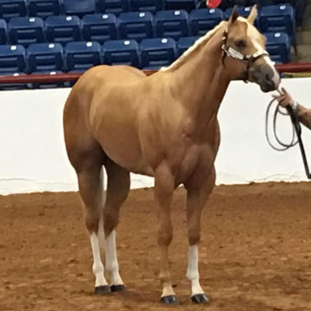 Meet your Posher, Jillene