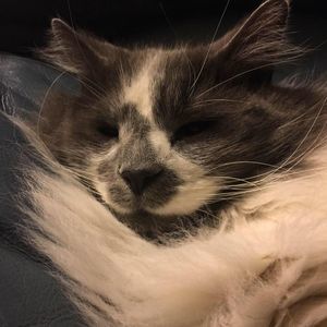 Meet your Posher, Anne