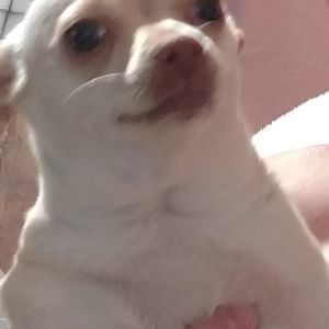 Meet your Posher, Gideon