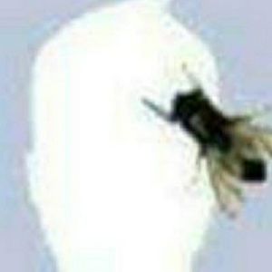 Meet your Posher, Irene