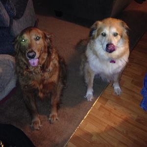 Meet your Posher, Robin