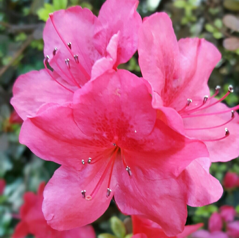 Meet your Posher, Sammi