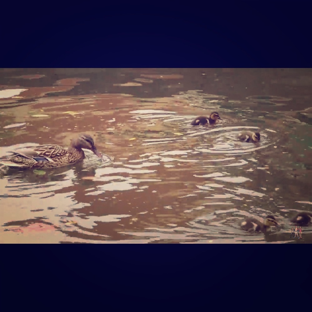 Meet your Posher, Tarah