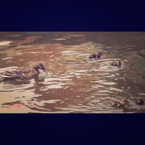 Meet your Posher, Tarah