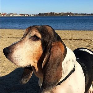 Meet your Posher, Sam