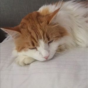 Meet your Posher, Bailey