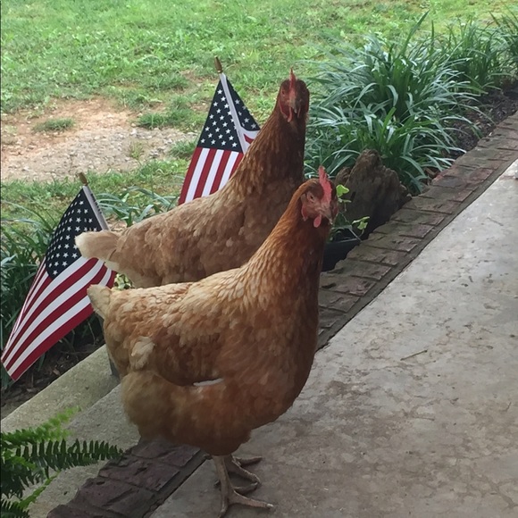 Bewitched Boutique Tops - Don't Be A Chicken 
Make an Offer