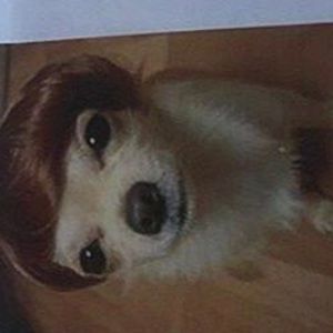 Meet your Posher, Adam