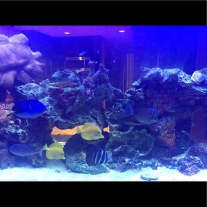 Meet your Posher, Donald