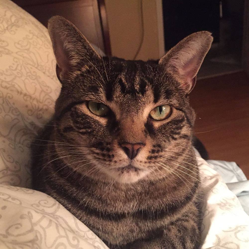 Meet your Posher, Carolyn