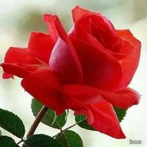 Meet your Posher, Robin