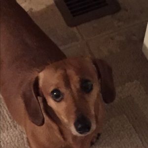 Meet your Posher, Annette