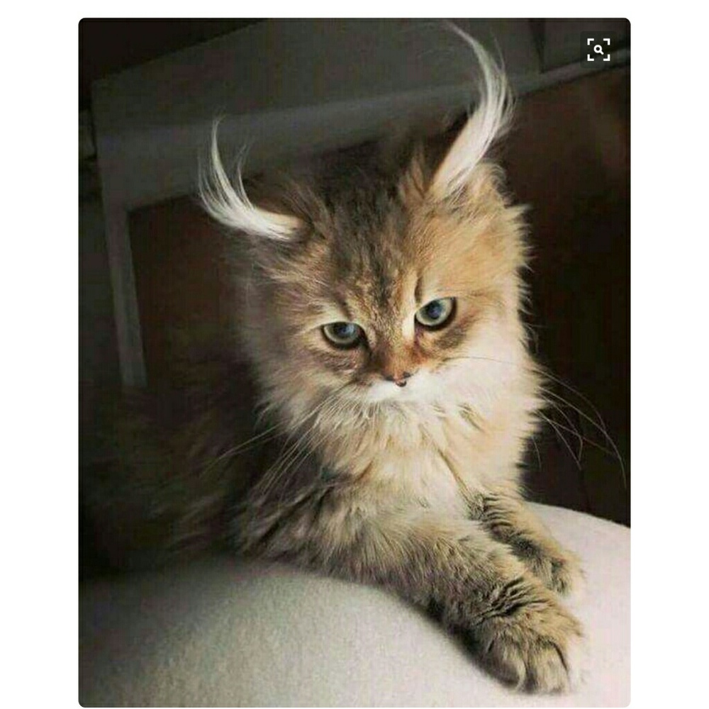 Meet your Posher, Kris