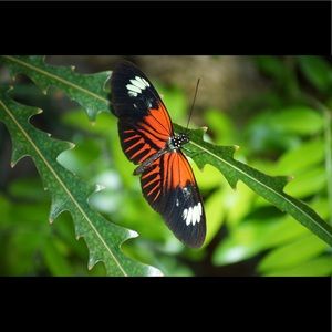 Meet your Posher, Nguyen