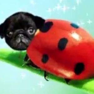 Meet your Posher, Maya