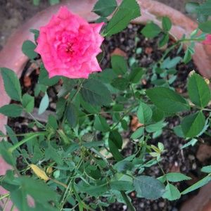 Meet your Posher, Oak