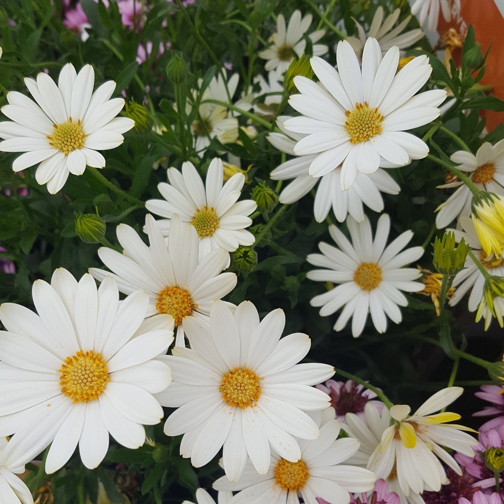 Meet your Posher, Bellaa