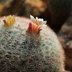 Meet your Posher, Ariel