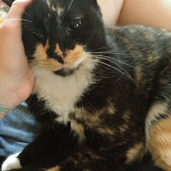 Meet your Posher, Luna - Picture 2 of 10