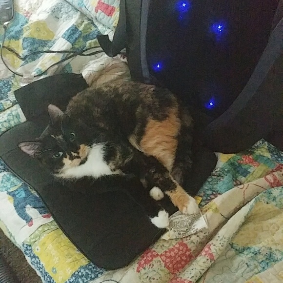 Meet your Posher, Luna - Picture 6 of 10