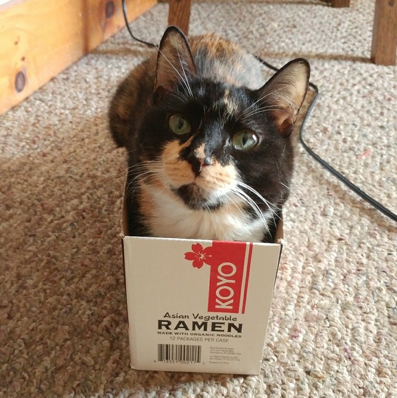 Meet your Posher, Luna - Picture 5 of 10