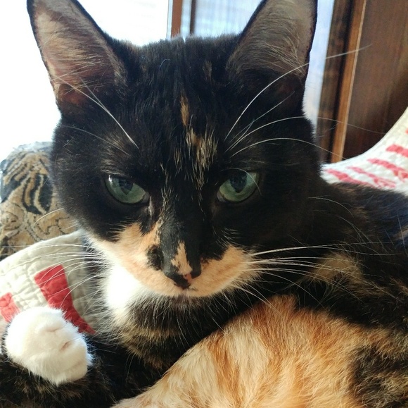 Meet your Posher, Luna - Picture 7 of 10